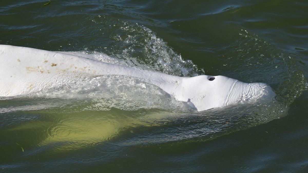 Beluga extraviada en el río Sena.
