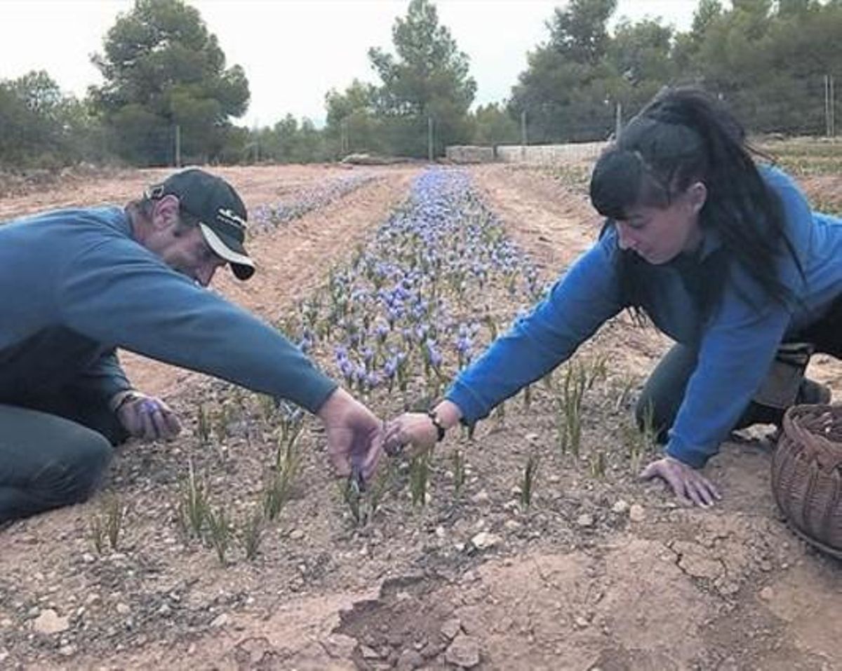 Parcelas pequeñas 8 Cultivo de las flores del azafrán en un campo de Les Garrigues. Parcelas pequeñas 8 Cultivo de las flores del azafrán en un campo de Les Garrigues.