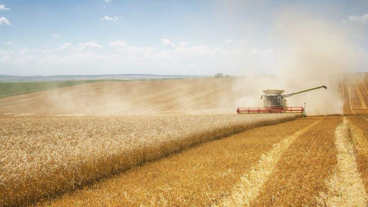 El nitrógeno de los fertilizantes ¿causa del aumento de la celiaquía? El nitrógeno de los fertilizantes ¿causa del aumento de la celiaquía?