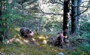 Los osos afianzan su vida en el Pirineo