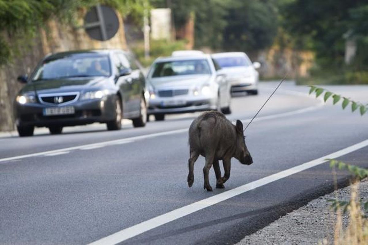 Un jabalí pasea a sus anhcas por la carretera de Collserola que une Barcelona y Sant Cugat. Un jabalí pasea a sus anhcas por la carretera de Collserola que une Barcelona y Sant Cugat.