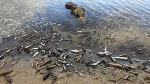 Centenares de peces muertos en el Mar Menor