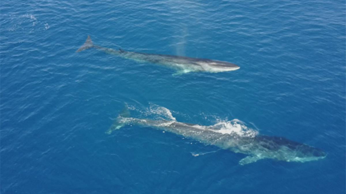 Observacion de cetaceos en las costas de Vilanova i la Geltru