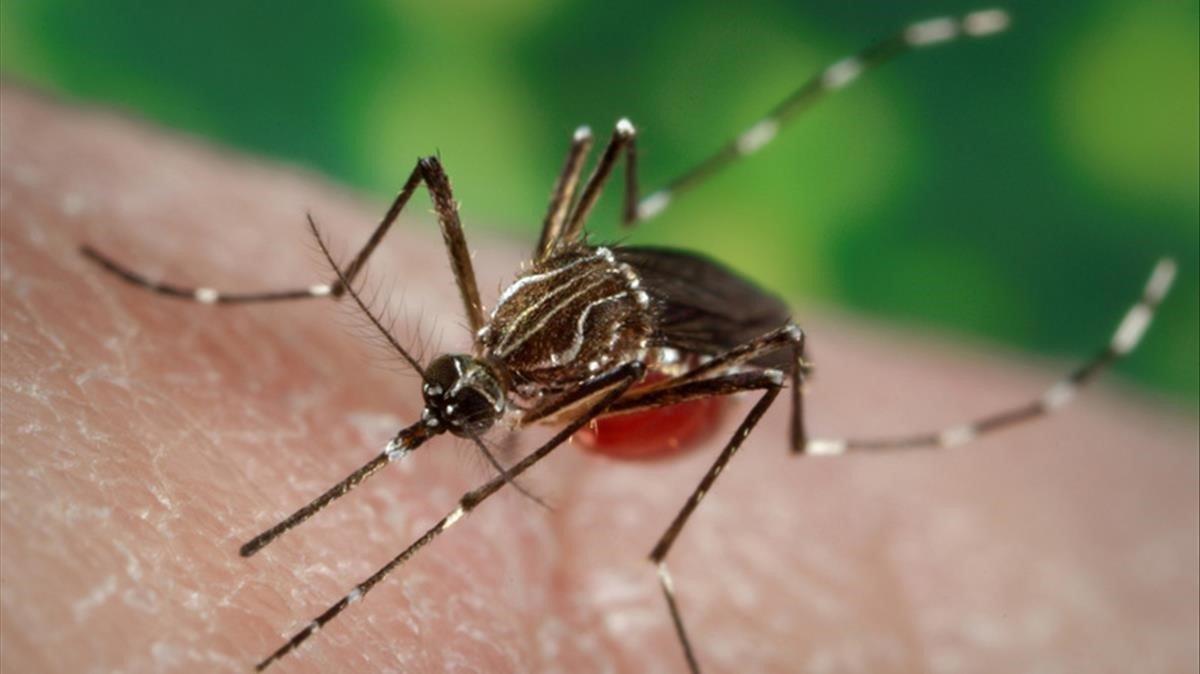 El dengue es una infección vírica transmitida por la picadura de las hembras infectadas de mosquitos Aedes.