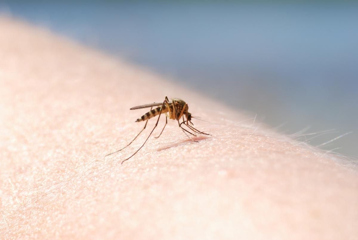 Mosquito Tigre Mosquito Tigre