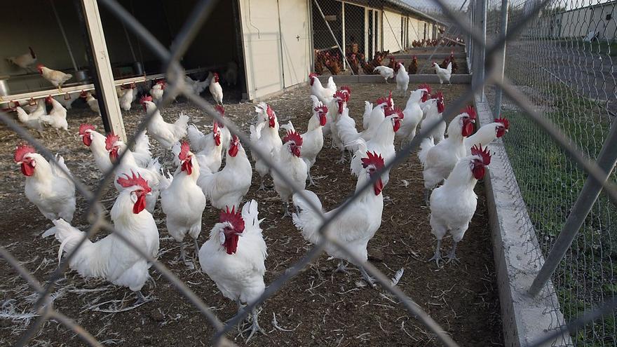 Peru Freno Las Importaciones Avicolas De Chile Por La Influenza Aviar