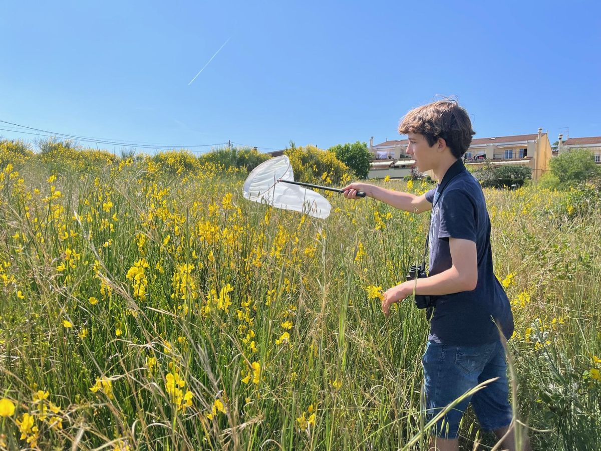 Nil Redón, voluntario del Observatorio Metropolitano de Mariposas, lleva a cabo un recuento de ejemplares en el Parc del Tramvía de Montgat. Nil Redón, voluntario del Observatorio Metropolitano de Mariposas, lleva a cabo un recuento de ejemplares en el Parc del Tramvía de Montgat.
