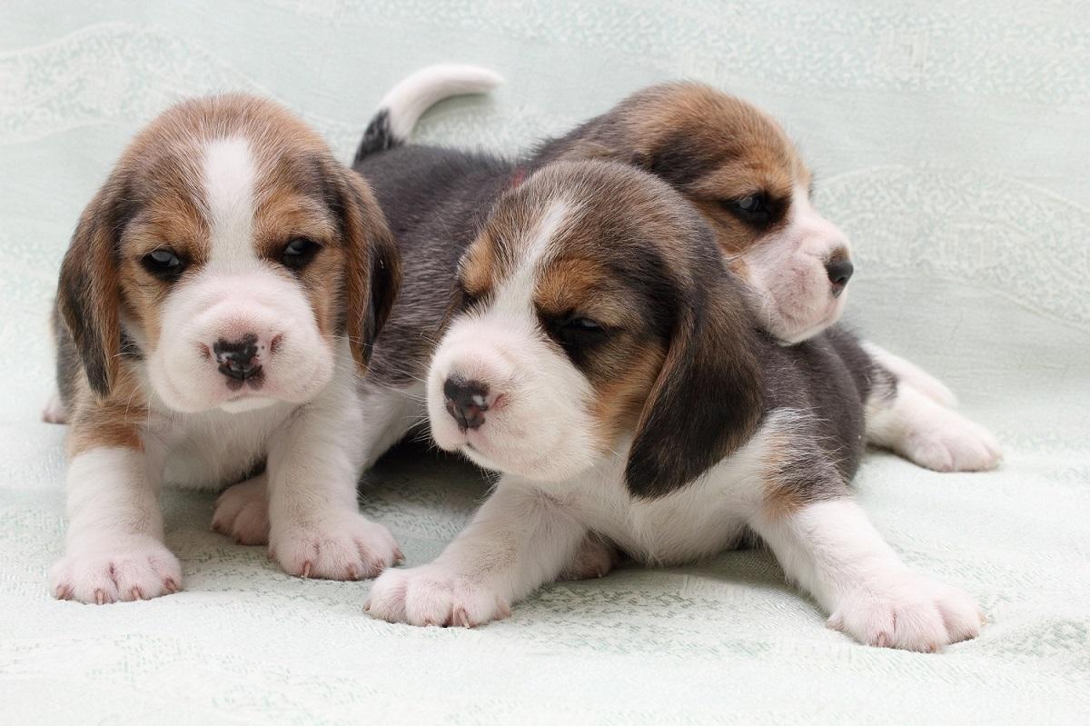 Un grupo de pequeños cachorros beagle.