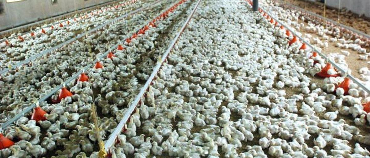 Una macrogranja de Valencia duplica su crianza de pollos de engorde hasta los 68.000 animales Una macrogranja de Valencia duplica su crianza de pollos de engorde hasta los 68.000 animales