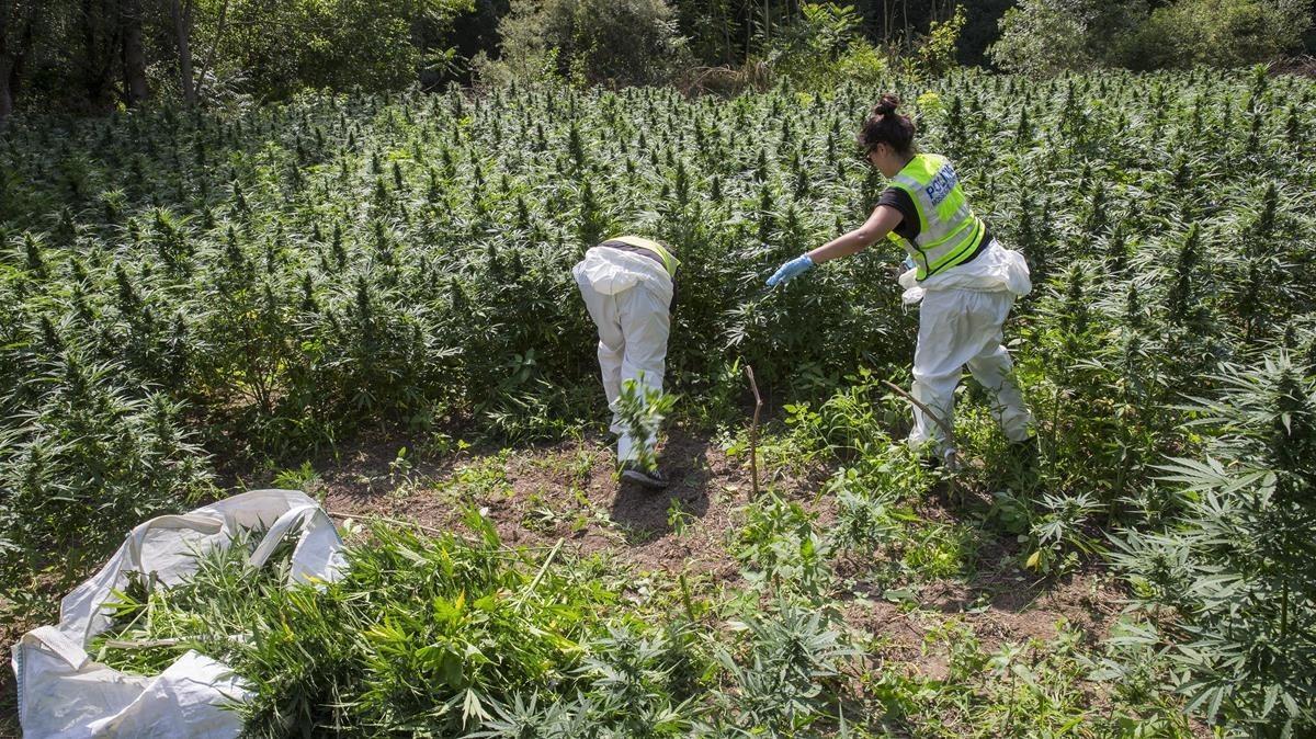 Agentes de los Mossos destruyen una plantación con 18.000 plantas de marihuana en Vilademuls, en Girona, en el 2017.