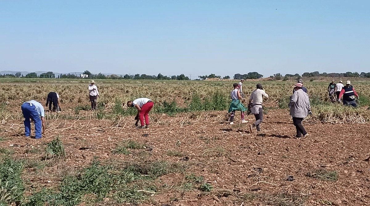 Un grupo de temporeros, trabajando en un campo de Castilla-La Mancha, a finales de mayo. Un grupo de temporeros, trabajando en un campo de Castilla-La Mancha, a finales de mayo.