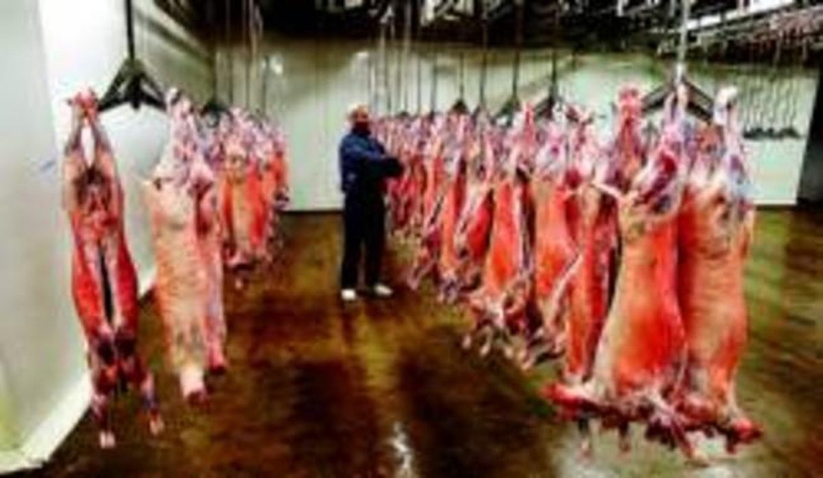 Cámara frigorífica del matadero de Mercabarna. Cámara frigorífica del matadero de Mercabarna.