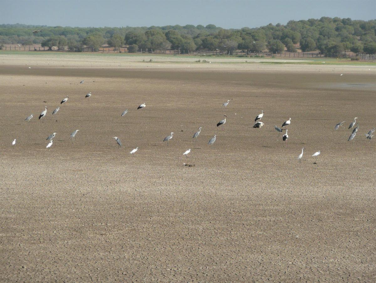 Aves acuáticas en la marisma de Doñana, la llave, avisa Castroviejo, para salvar Doñana.