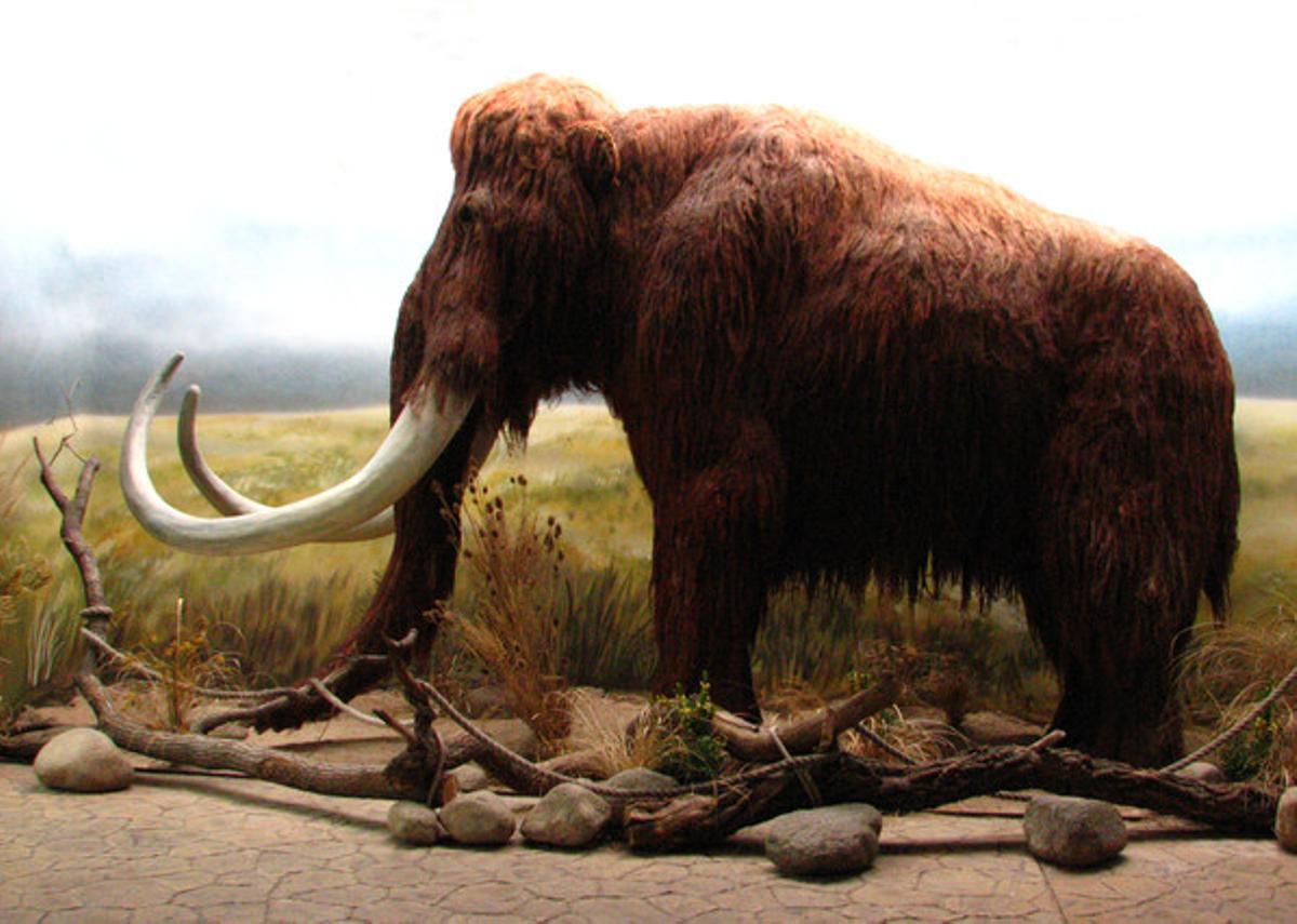 Reconstrucción artística de un mamut en el Zoo Dvur Králové, en la República Checa.
