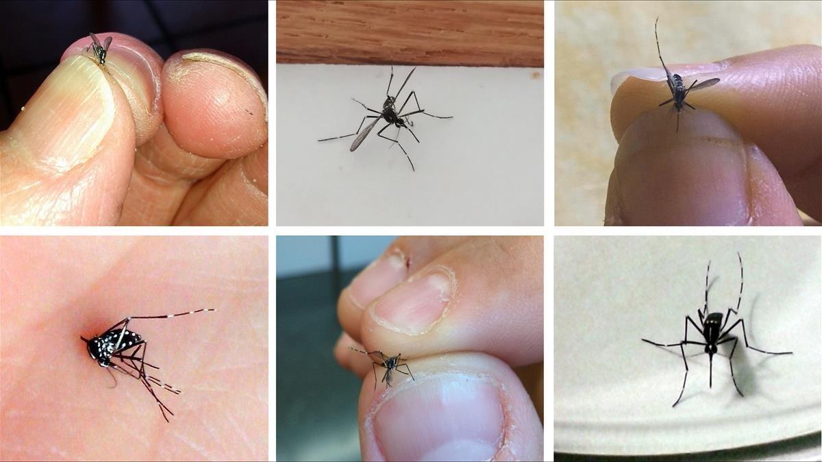 Fotos enviadas por ciudadanos a la plataforma Mosquito Alert. Un equipo de especialistas confirma luego si los ejemplares son realmente mosquitos tigre.