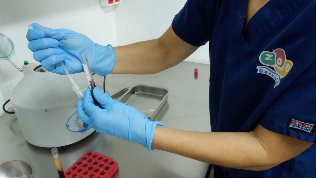 La Fundación Barcelona Zoo impulsa el proyecto BioBanc para la conservación biomaterial y células viables La Fundación Barcelona Zoo impulsa el proyecto BioBanc para la conservación biomaterial y células viables