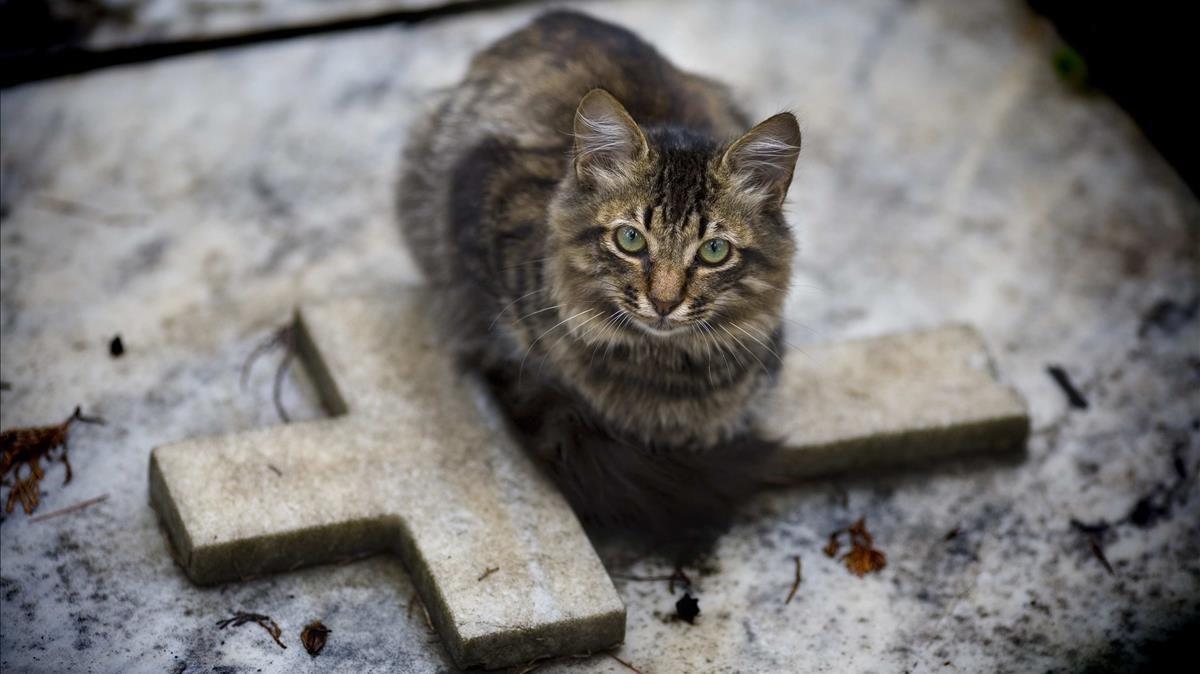 Un gato, sobre un nicho de un cementerio.