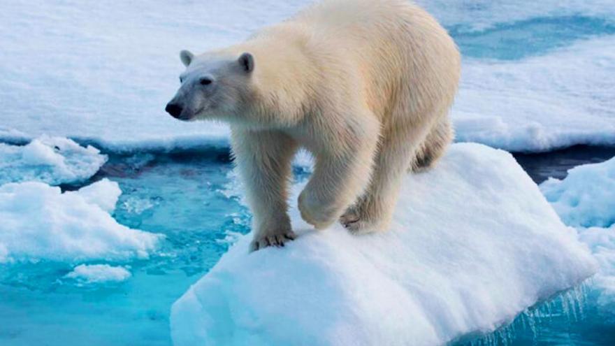 El camarero pantalla metal Los osos polares también escarban en cubos de basura por culpa de la crisis  climática