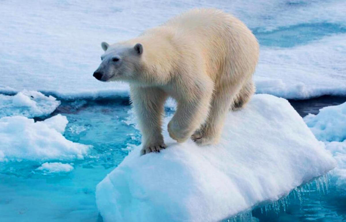 Elaborar No haga Apariencia Los osos polares también escarban en cubos de basura por culpa de la crisis  climática