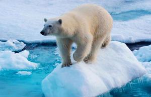 Los osos polares también escarban en cubos de basura por culpa de la crisis climática