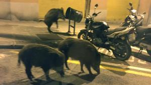 Unos jabalís en el barrio del Guinardó, en el 2018.