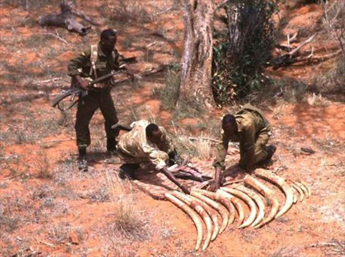 Preciado marfil 8Guardias kenianos recogen colmillos de 10 elefantes abatidos por cazadores furtivos. Preciado marfil 8Guardias kenianos recogen colmillos de 10 elefantes abatidos por cazadores furtivos.
