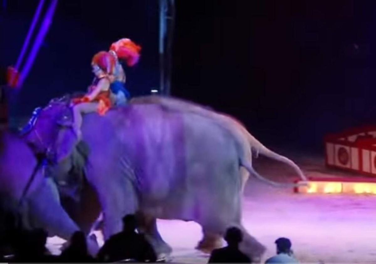 Momento en que dos elefantes empujan contra el público a otro elefante en un circo en Alemania. Momento en que dos elefantes empujan contra el público a otro elefante en un circo en Alemania.