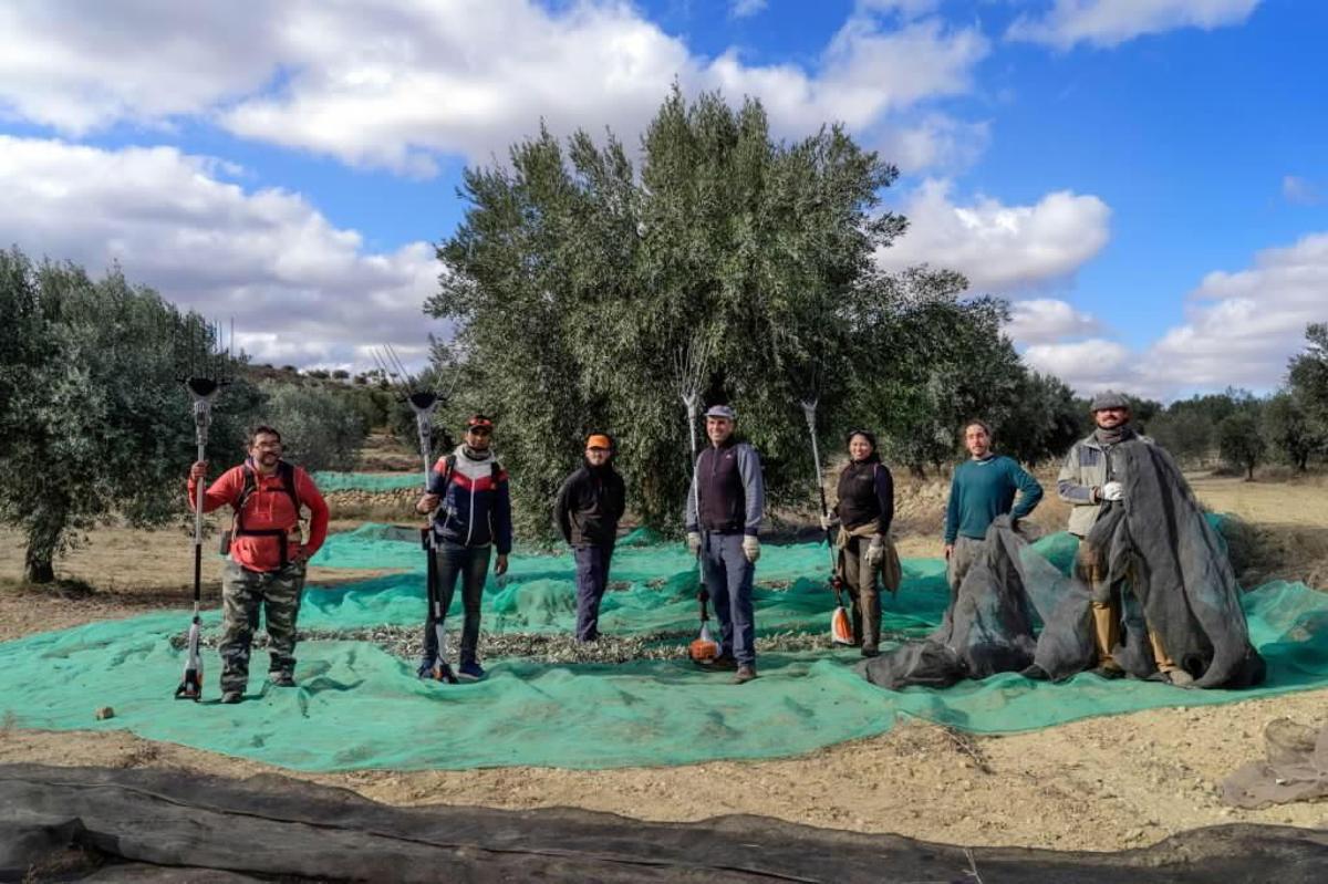 'Apadrina un olivo': así rescata los olivares un pequeño pueblo de Teruel