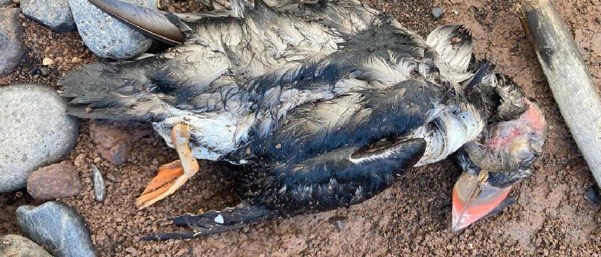 Troben un centenar de frarets morts a les costes del nord de Tenerife