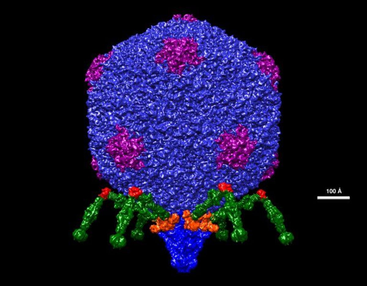 ¿Existen «virus buenos» que podemos utilizar para atacar a las bacterias? ¿Existen «virus buenos» que podemos utilizar para atacar a las bacterias?