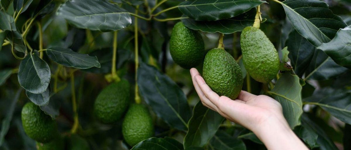 Alarma en el sector del aguacate ante el desplome de los precios Alarma en el sector del aguacate ante el desplome de los precios