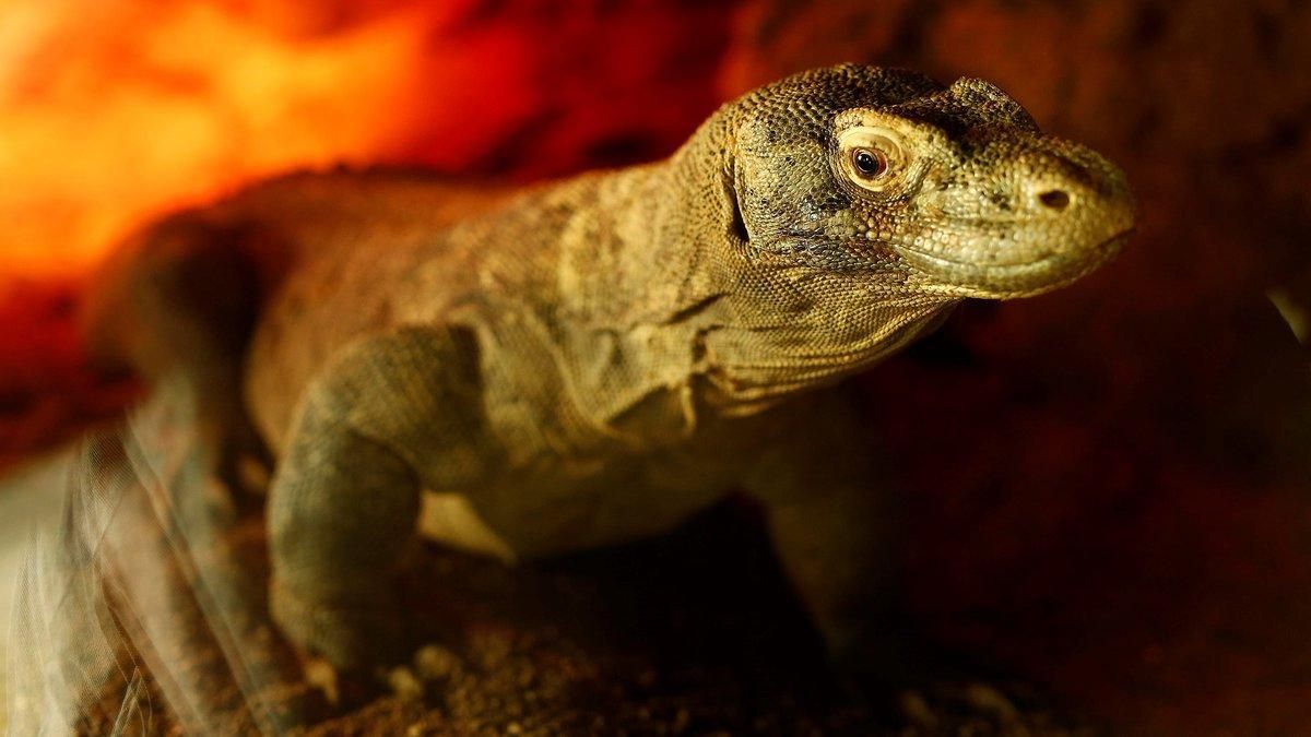 Un dragón de Komodo del zoo de Barcelona Un dragón de Komodo del zoo de Barcelona