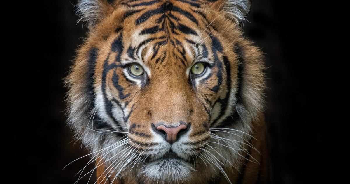 México envía 200 tigres a India: sólo quedan 4.000 ejemplares en estado salvaje en el mundo