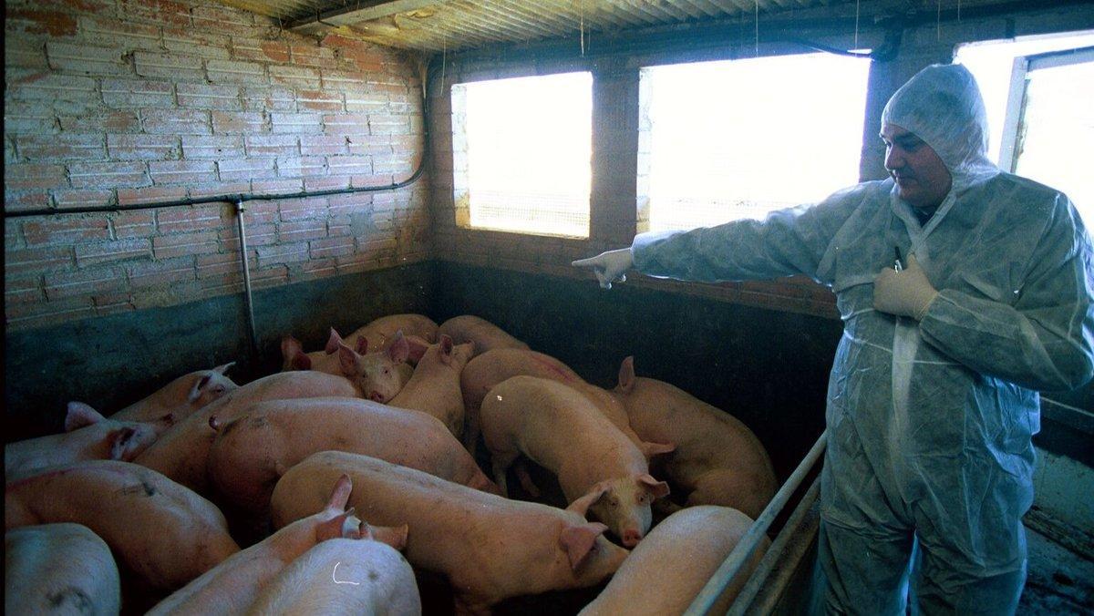 Imagen de archivo de un veterinario en una granja de cerdos en Catalunya.