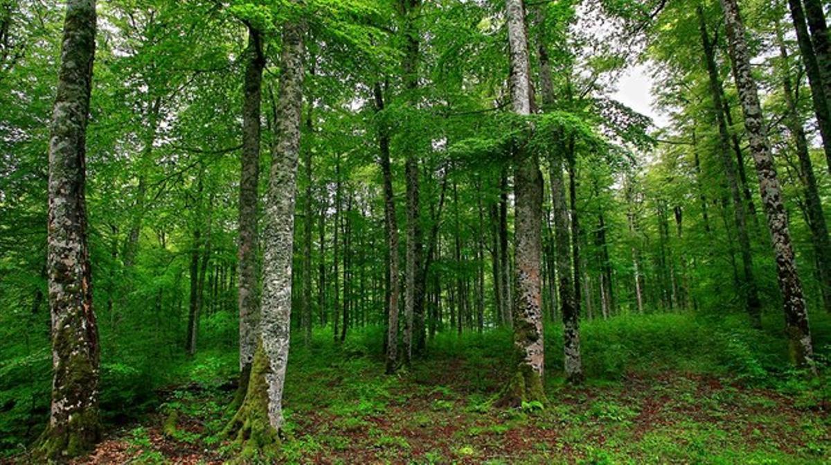 El bosque de Irati, en Navarra, uno de los hayedos mejor consevados de la Península. El bosque de Irati, en Navarra, uno de los hayedos mejor consevados de la Península.