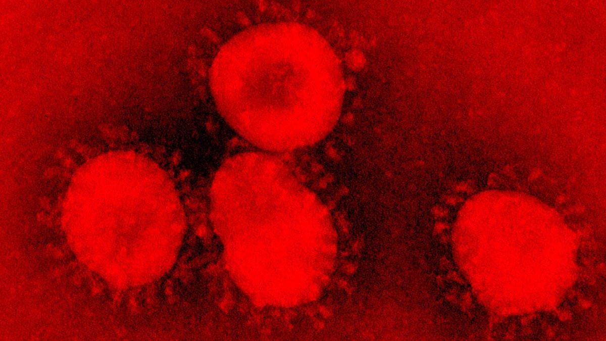 Imagen microscópica de un coronavirus.
