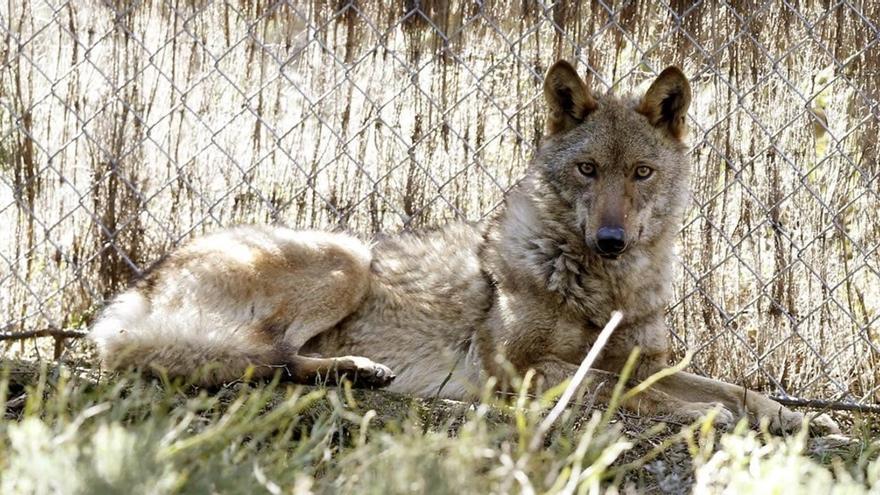 Proposición no ley para proteger el lobo ibérico