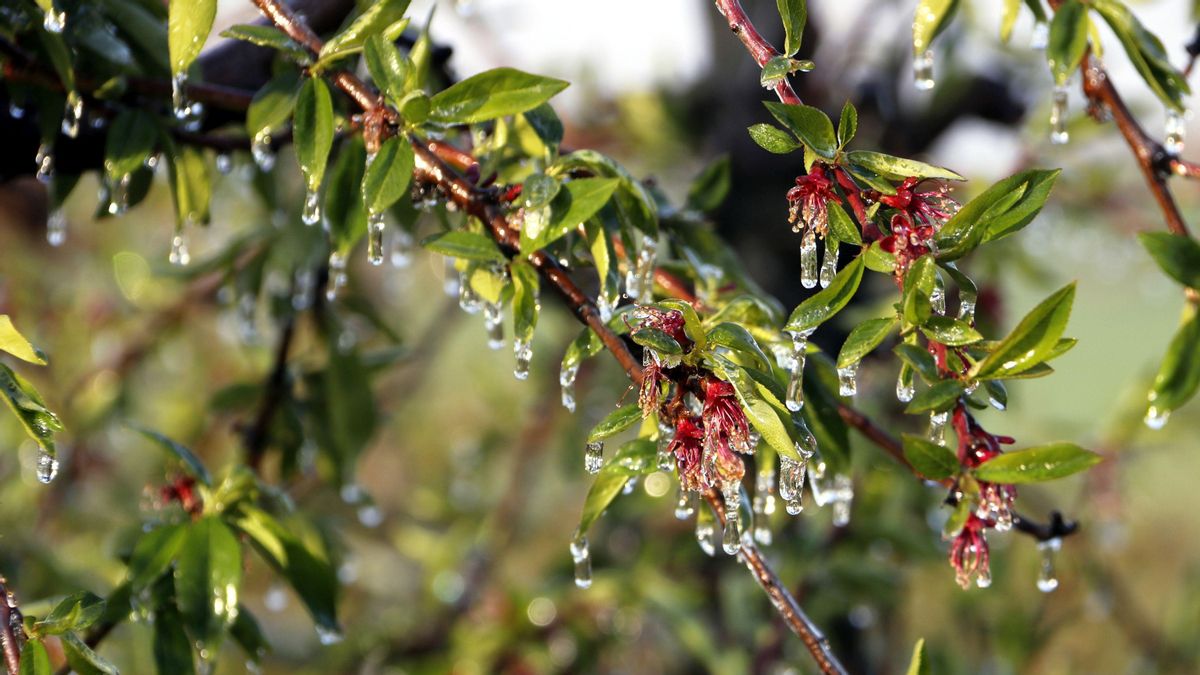 Una rama de un árbol frutal envuelta de hielo en Corbins, Segrià. Una rama de un árbol frutal envuelta de hielo en Corbins, Segrià.