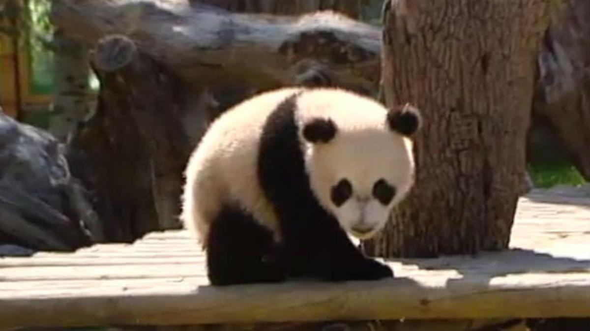 El pequeño panda Xing Bao del Zoo Aquarium de Madrid.