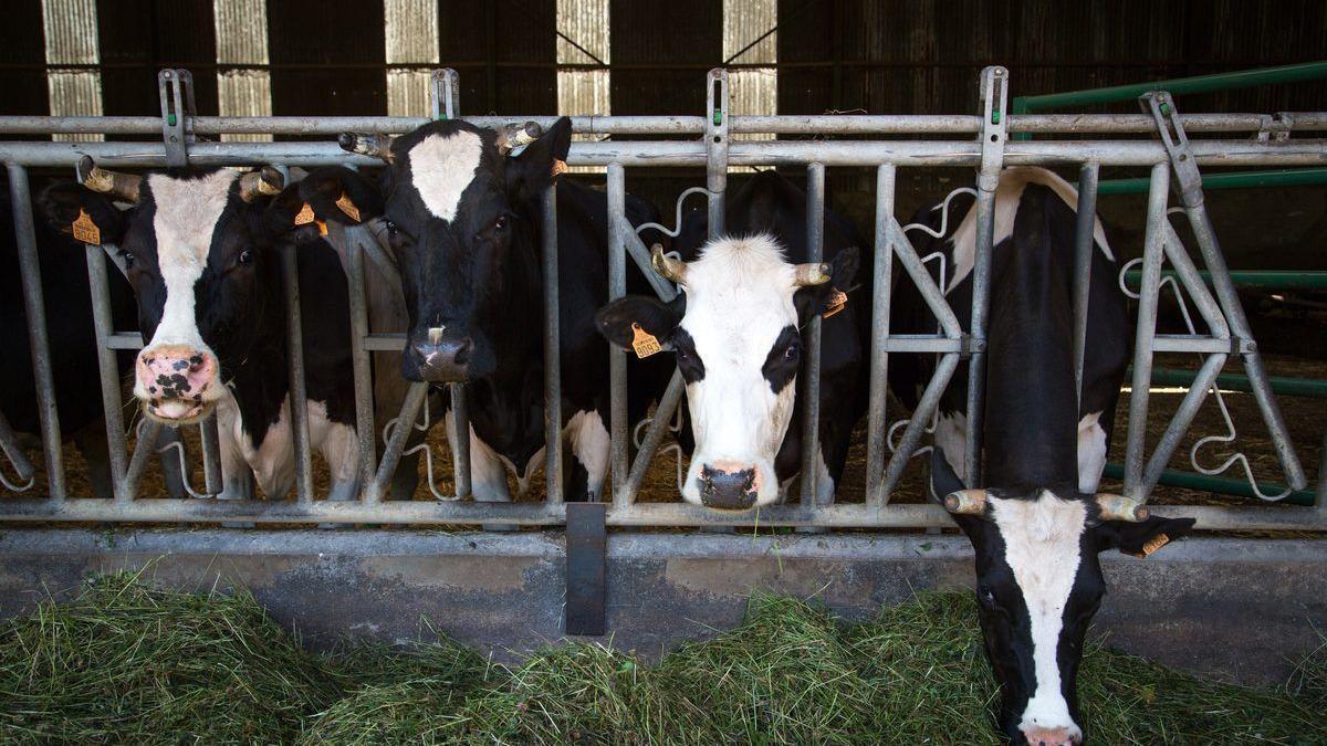 Livestock producers will take the 'milk cartel' to court - TIme News