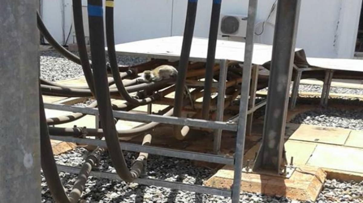 El mono que ha provocado el apagón, en una imagen facilitada por la compañía eléctrica de Kenia. El mono que ha provocado el apagón, en una imagen facilitada por la compañía eléctrica de Kenia.