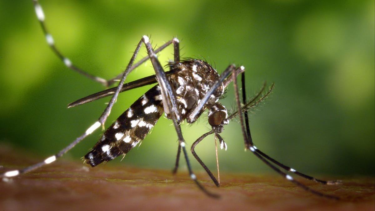 Mosquito tigre Aedes albopictus.