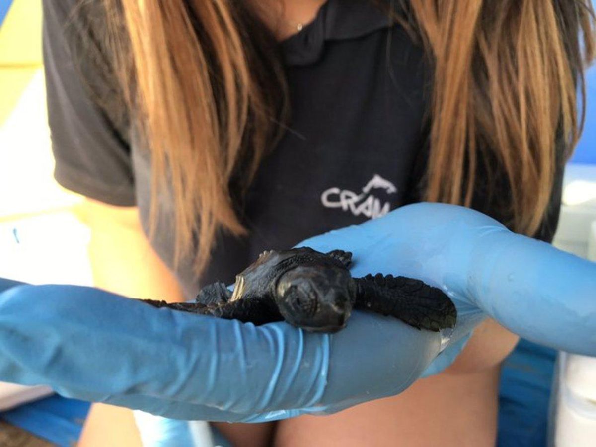 Una tortuga boba recién nacida. Una tortuga boba recién nacida.