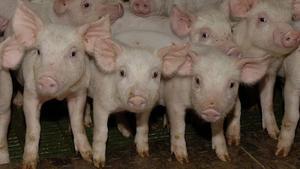 Creados cerdos libres de virus para trasplantes de órganos en humanos