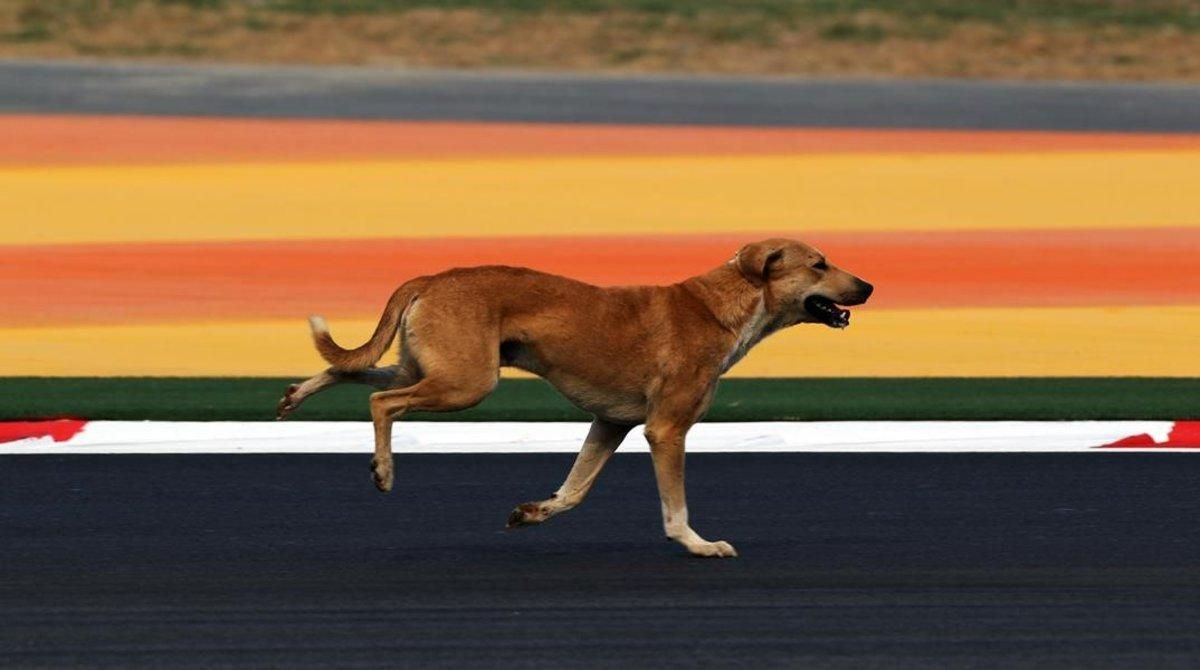 Un perro callejero en Nueva Delhi. Un perro callejero en Nueva Delhi.