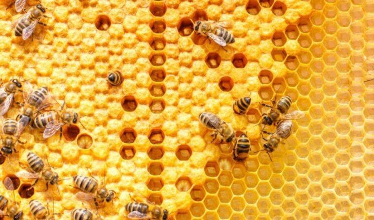 La UE restringe el uso de dos plaguicidas perjudiciales para las abejas La UE restringe el uso de dos plaguicidas perjudiciales para las abejas