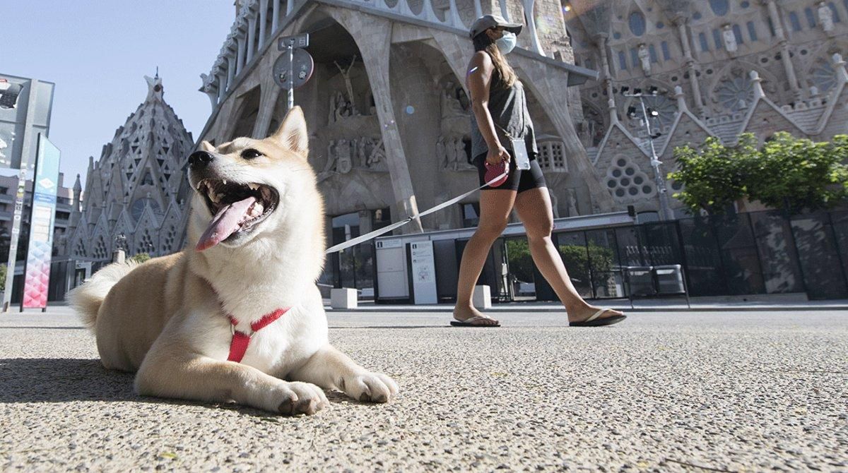 Una mujer pasea a su perro por los alrededores de la Sagrada Família, casi desiertos, el sábado 8 de agosto. Una mujer pasea a su perro por los alrededores de la Sagrada Família, casi desiertos, el sábado 8 de agosto.