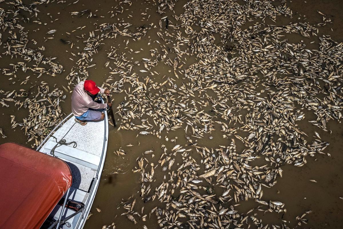 Millares de peces muertos en la Amazonía por la sequía desatada por El Niño