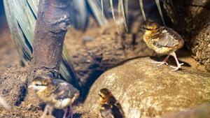 Pollitos de faisán de Edwards, una especie en peligro crítico de extinción, nacidos en el Zoo de Barcelona.