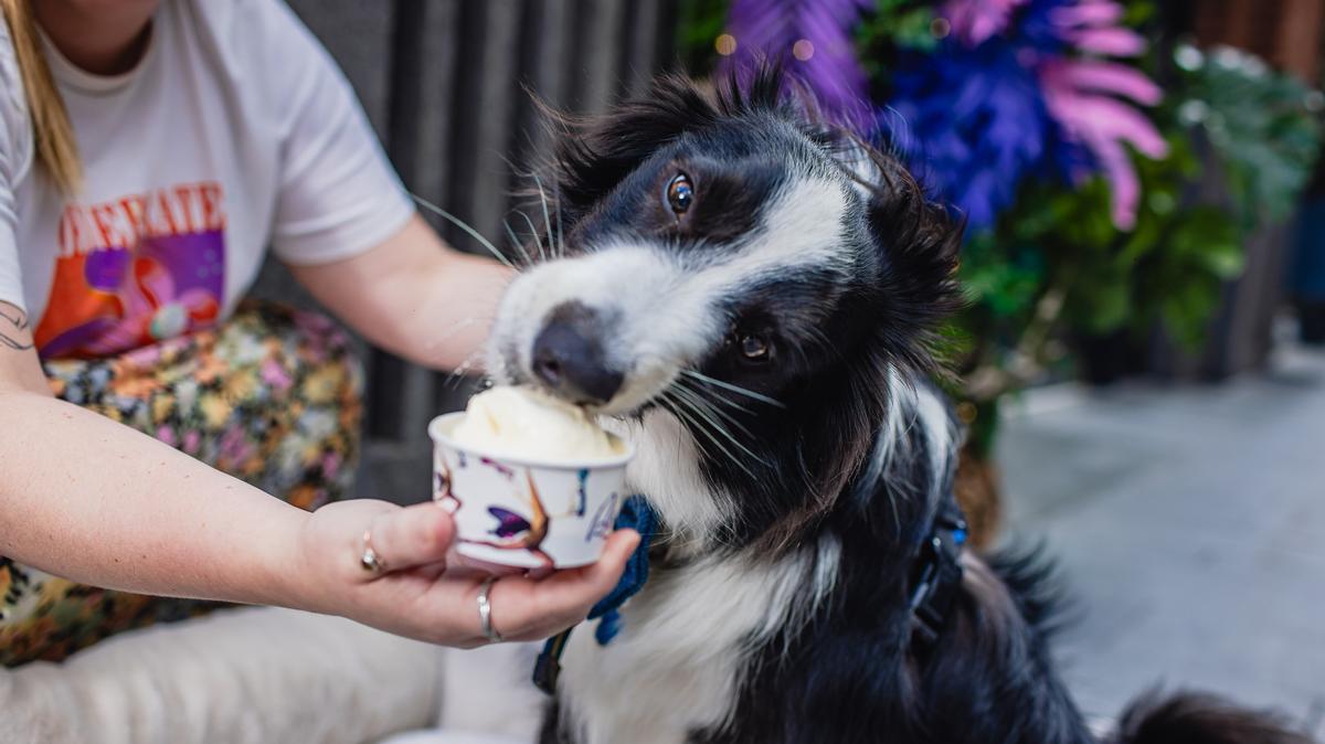 Un perro cata el ’dog gelato’ de la heladería Badiani. Un perro cata el ’dog gelato’ de la heladería Badiani.